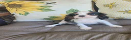 Cavalier King Charles Spaniel dogs for sale: Russ - Ad 3