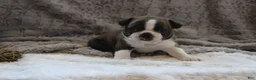 Boston Terrier dogs for sale:    GAVEN    *AKC* - Ad 2