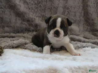 Boston Terrier dogs GAVEN *AKC* - Ad 2