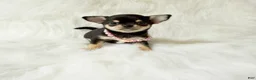 Chihuahua dogs for sale: Tiny Sasha - Ad 4