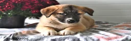 Mixed Breed dogs for sale: Sage - Ad 4