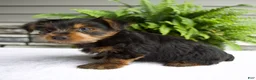 Yorkshire Terrier dogs for sale: Benny - Ad 4