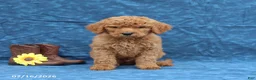 Goldendoodle dogs for sale: Jade - Ad 3