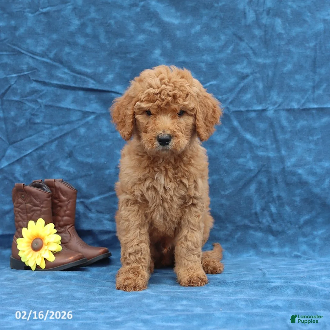 Goldendoodle dogs for sale: Jade - Ad 3