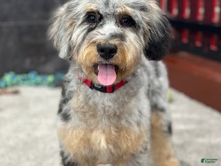 Mixed Breed dogs - Ad 33