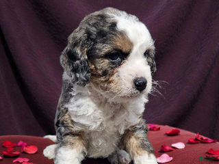 Mini Bernedoodle dogs Bernadette - Ad 10