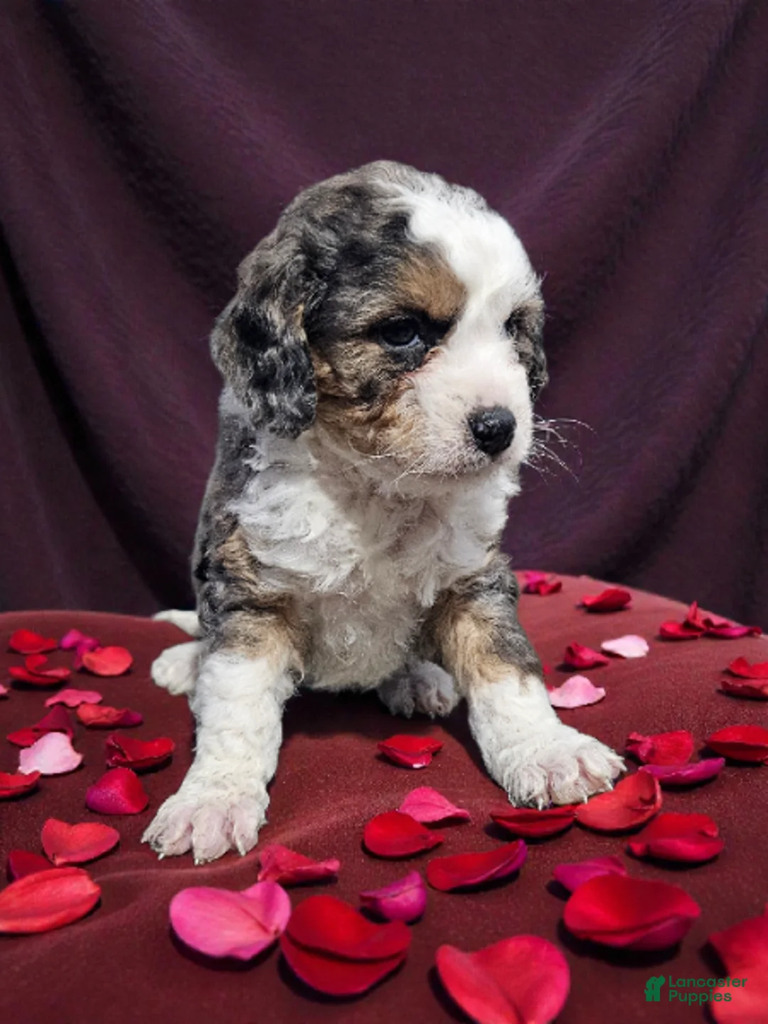 Mini Bernedoodle dogs for sale: Bernadette - Ad 1