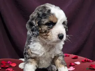 Mini Bernedoodle dogs Bernadette - Ad 7