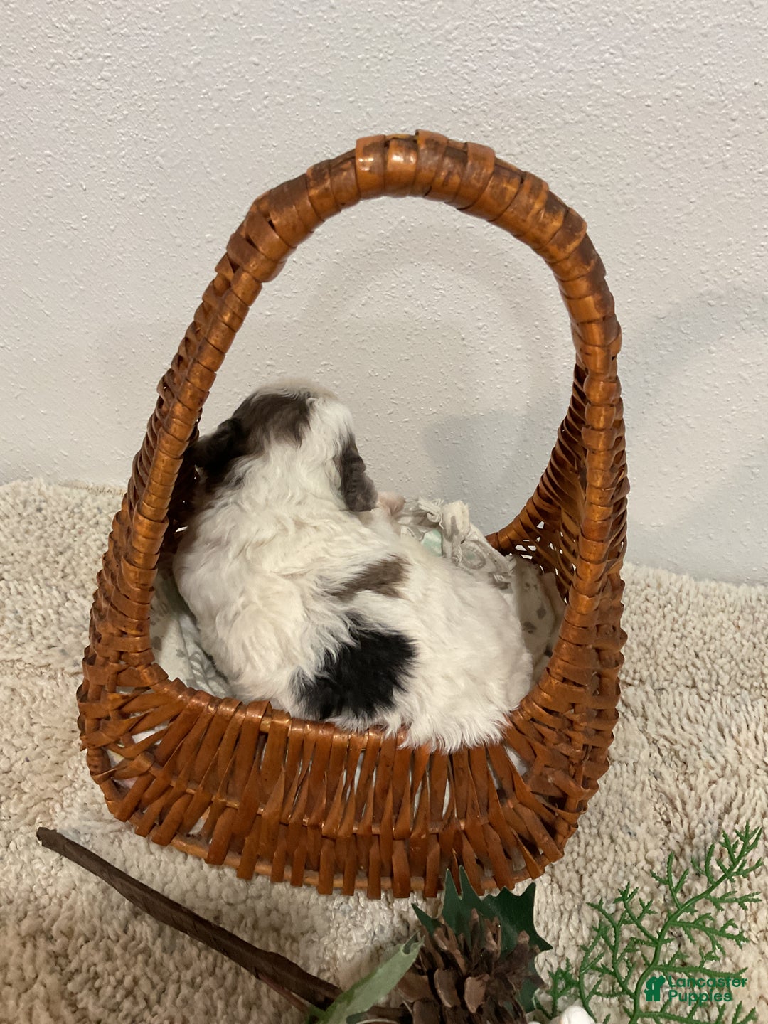 Maltipoo dogs for sale: NOEL - Ad 2