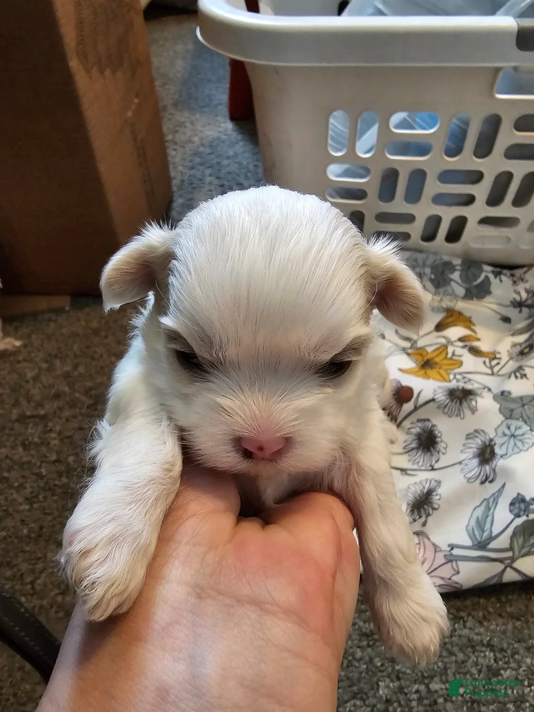 Gallery Image {{count}}