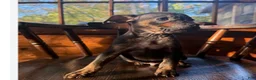 Mixed Breed dogs for sale: Mixed Breed 4 - Ad 1