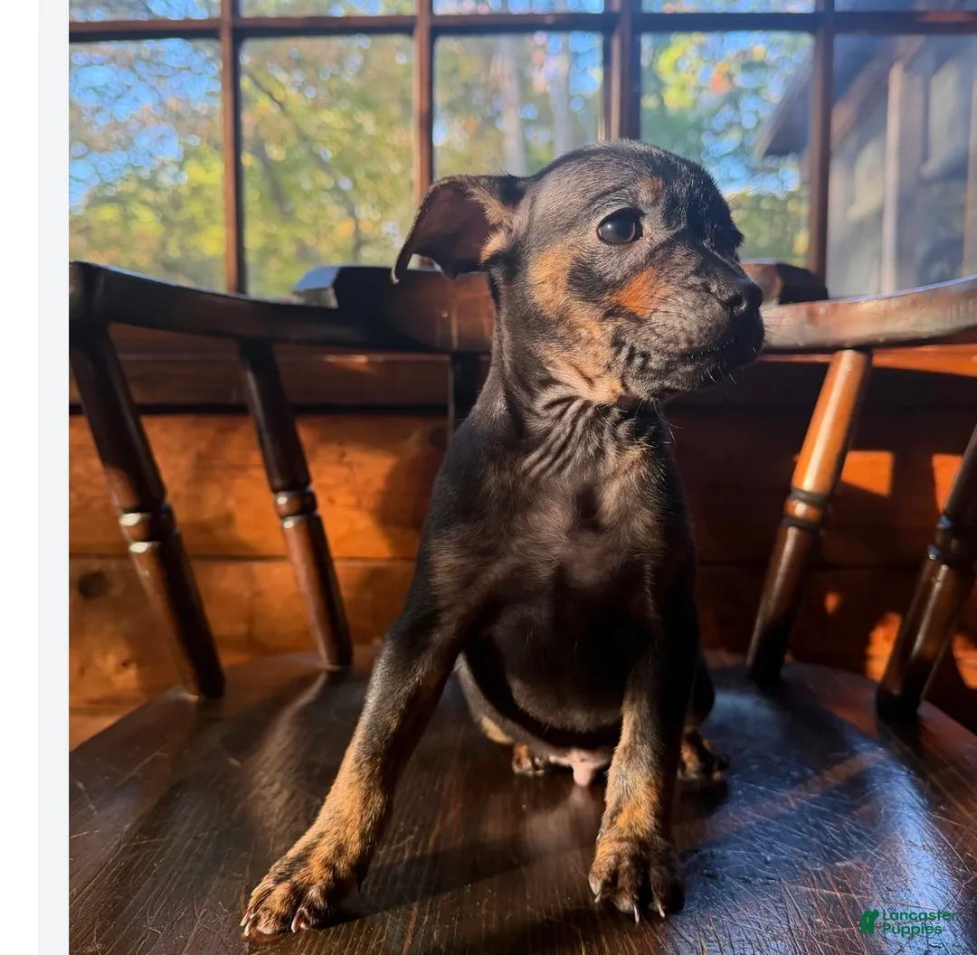 Mixed Breed dogs for sale: Mixed Breed 4 - Ad 1