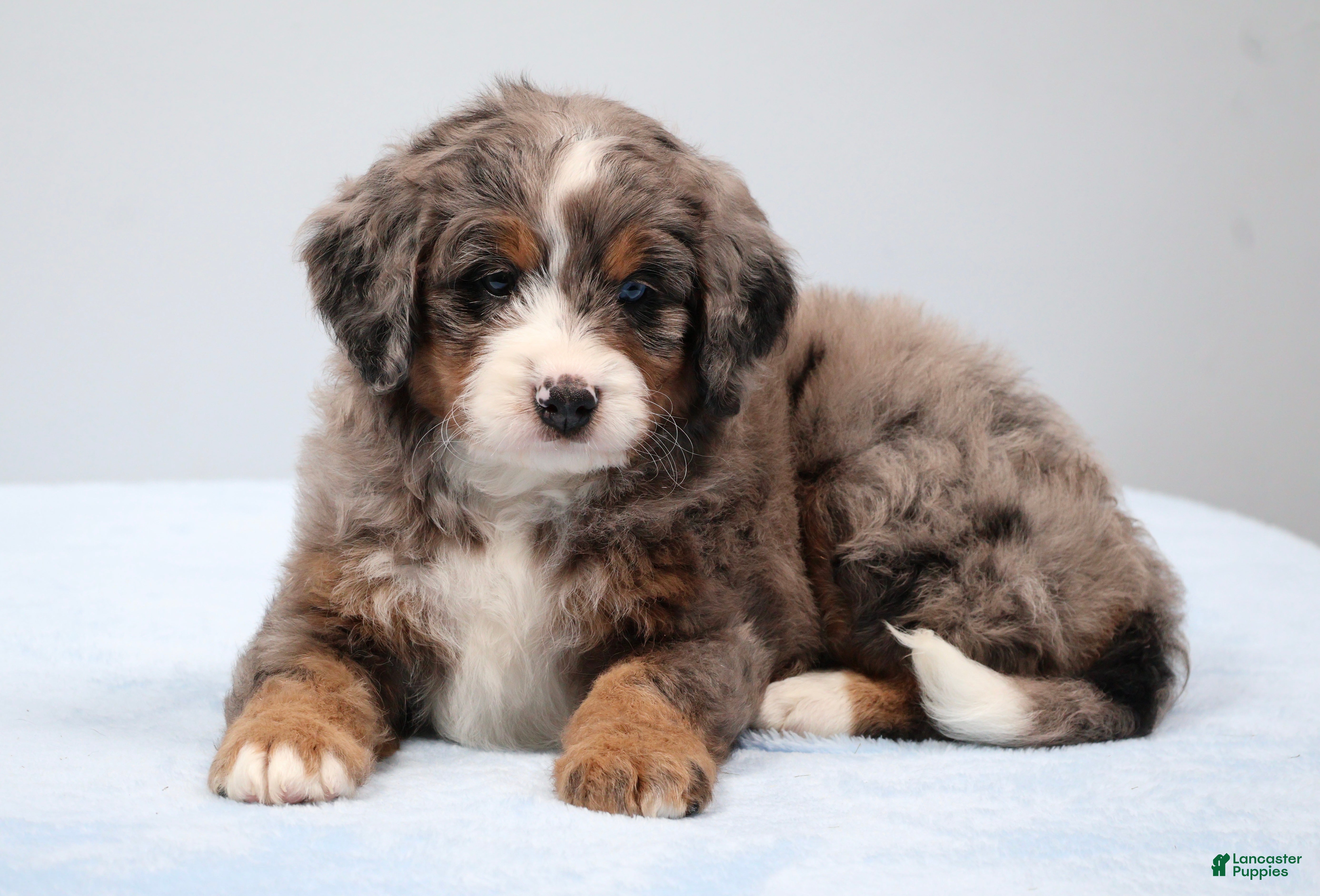 Mini Bernedoodle dogs Finn - Ad 1