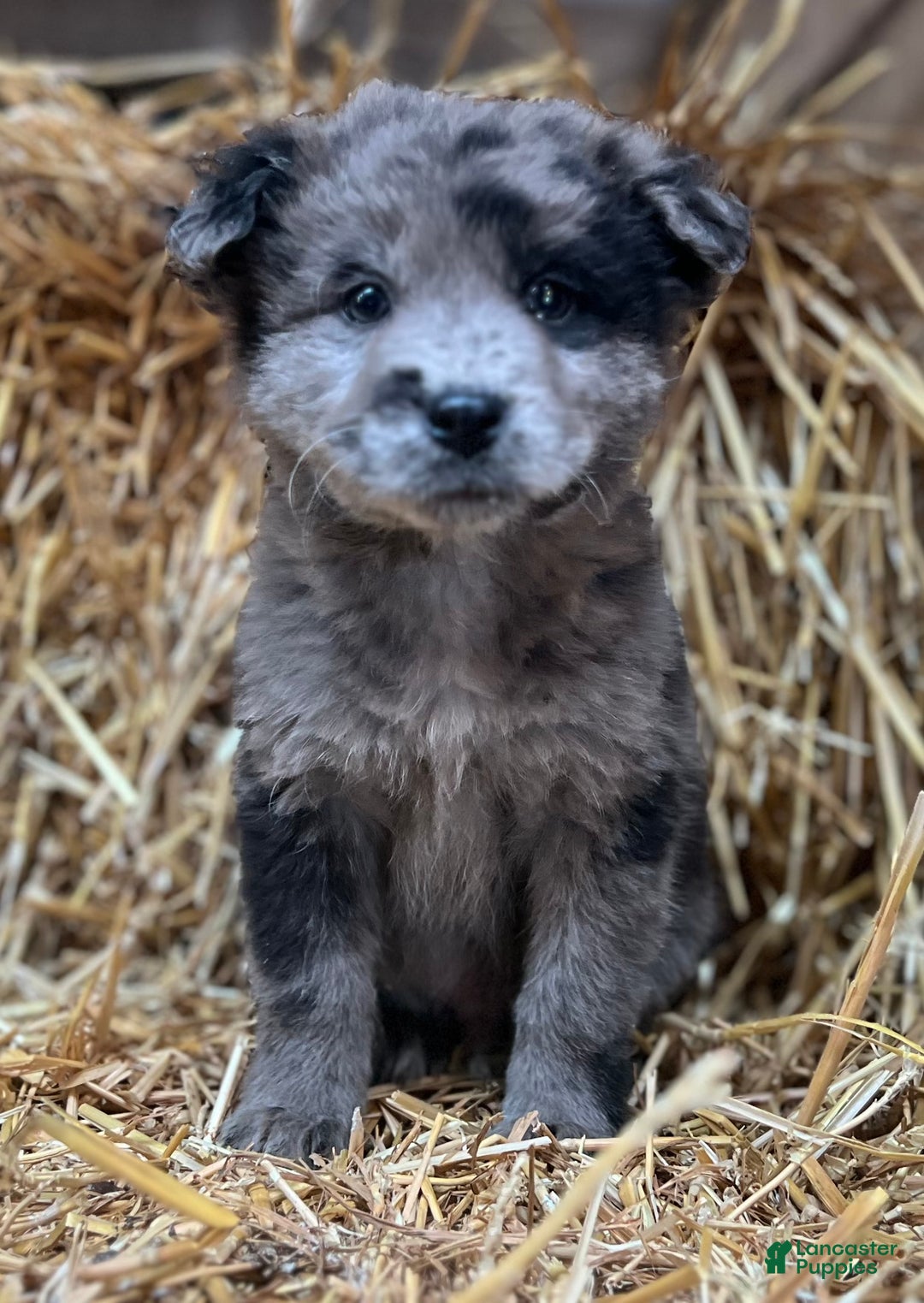 Mixed Breed dogs for sale: Blue - Ad 1