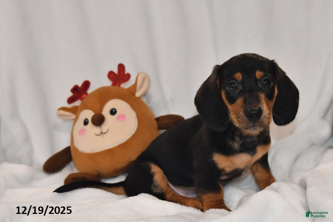 Miniature Dachshund dogs for sale: Blitzen - Ad 2