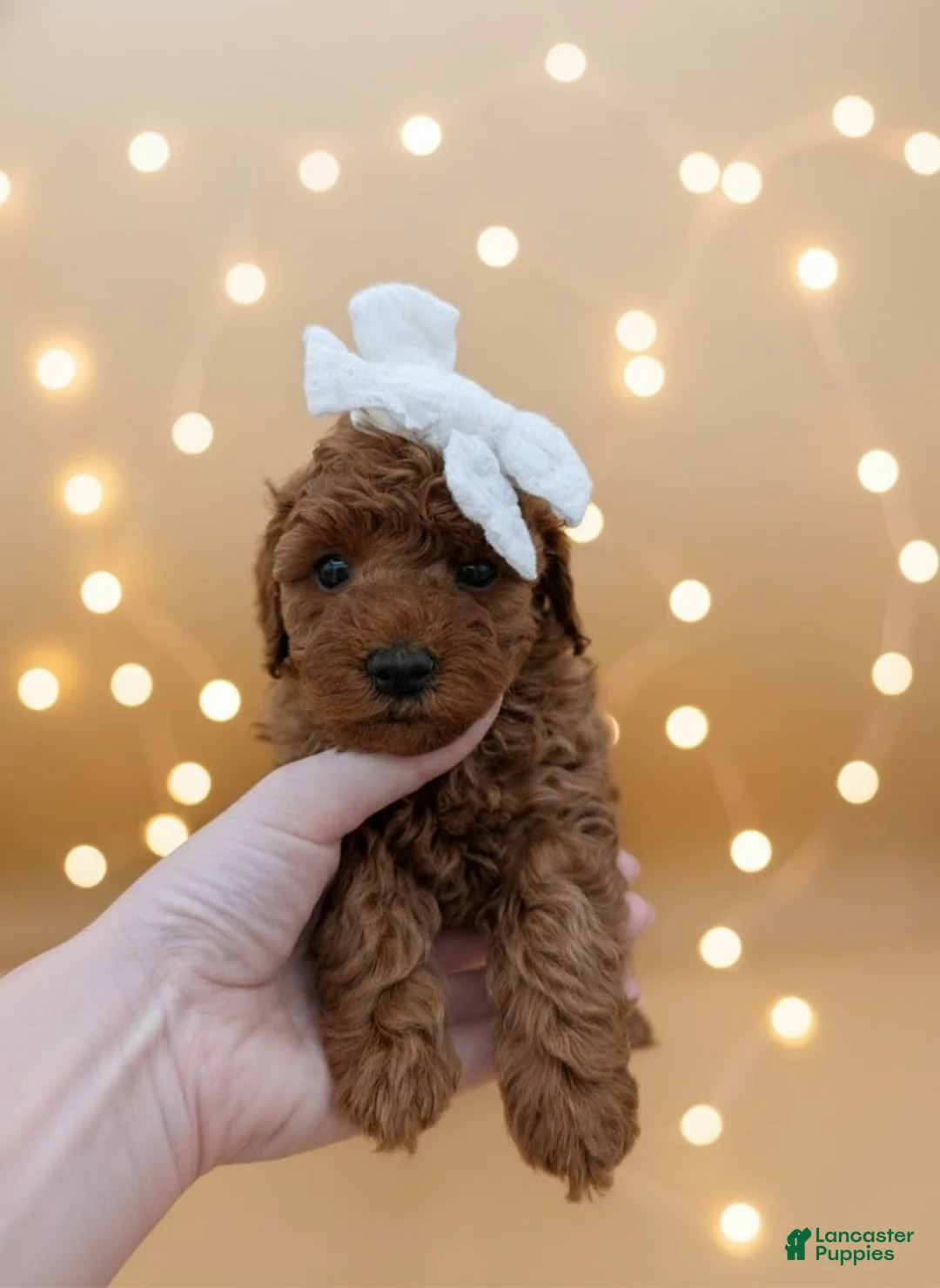 Toy Poodle dogs for sale: Olivia 🤍 - Ad 20