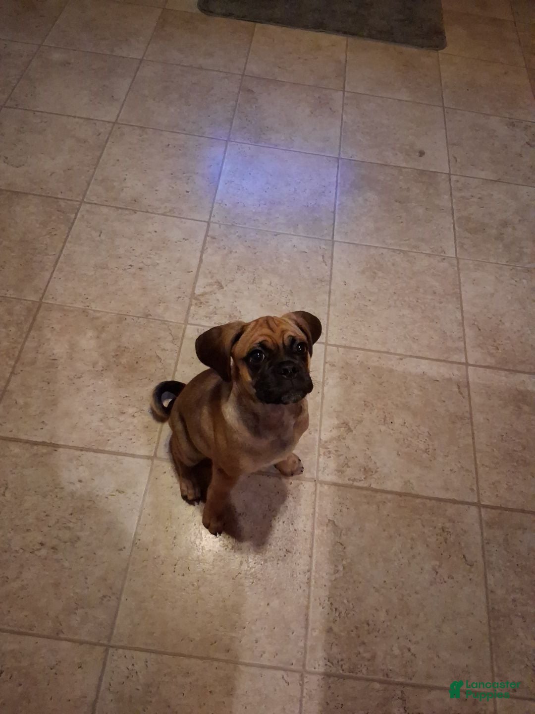 Puggle dogs Puggle 1 - Ad 29