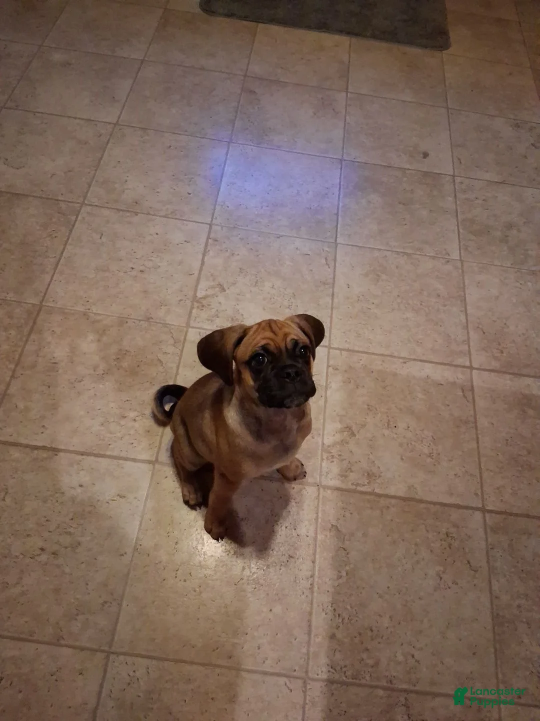 Puggle dogs for sale: Puggle 1 - Ad 1