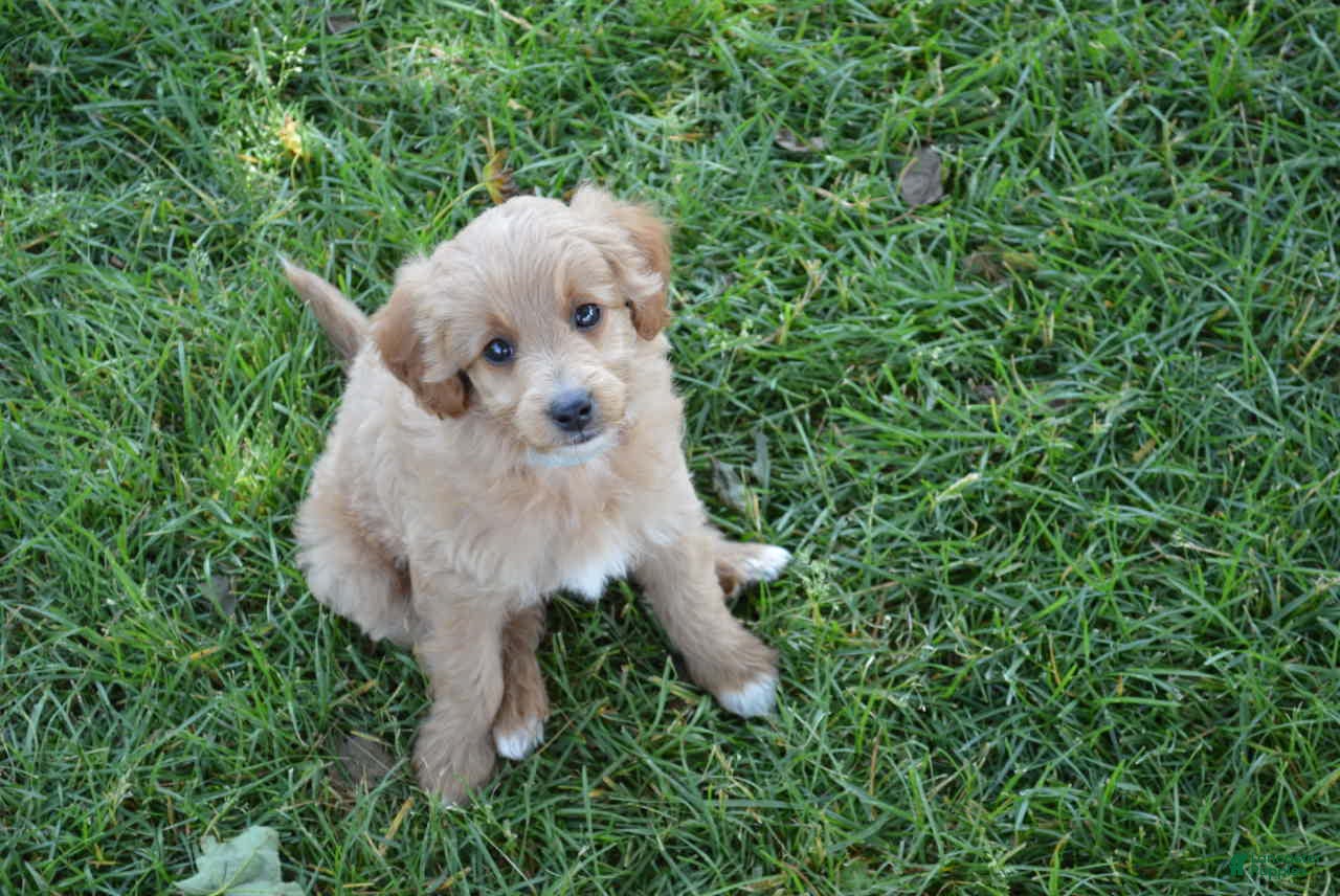 Mini Goldendoodle dogs Midge - Ad 2