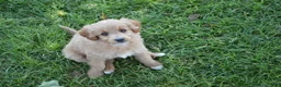 Mini Goldendoodle dogs for sale: Midge - Ad 5
