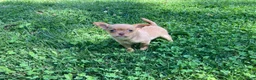 Chihuahua dogs for sale: Ruby - Ad 6