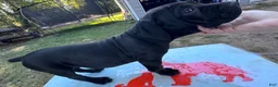 Cane Corso dogs for sale: Cane Corso 4 - Ad 6