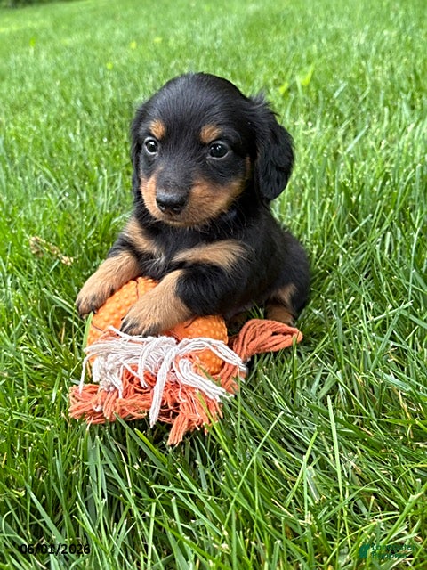 Dachshund dogs Rune - Ad 2