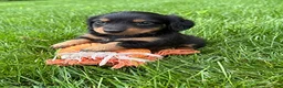 Dachshund dogs for sale: Rune - Ad 2