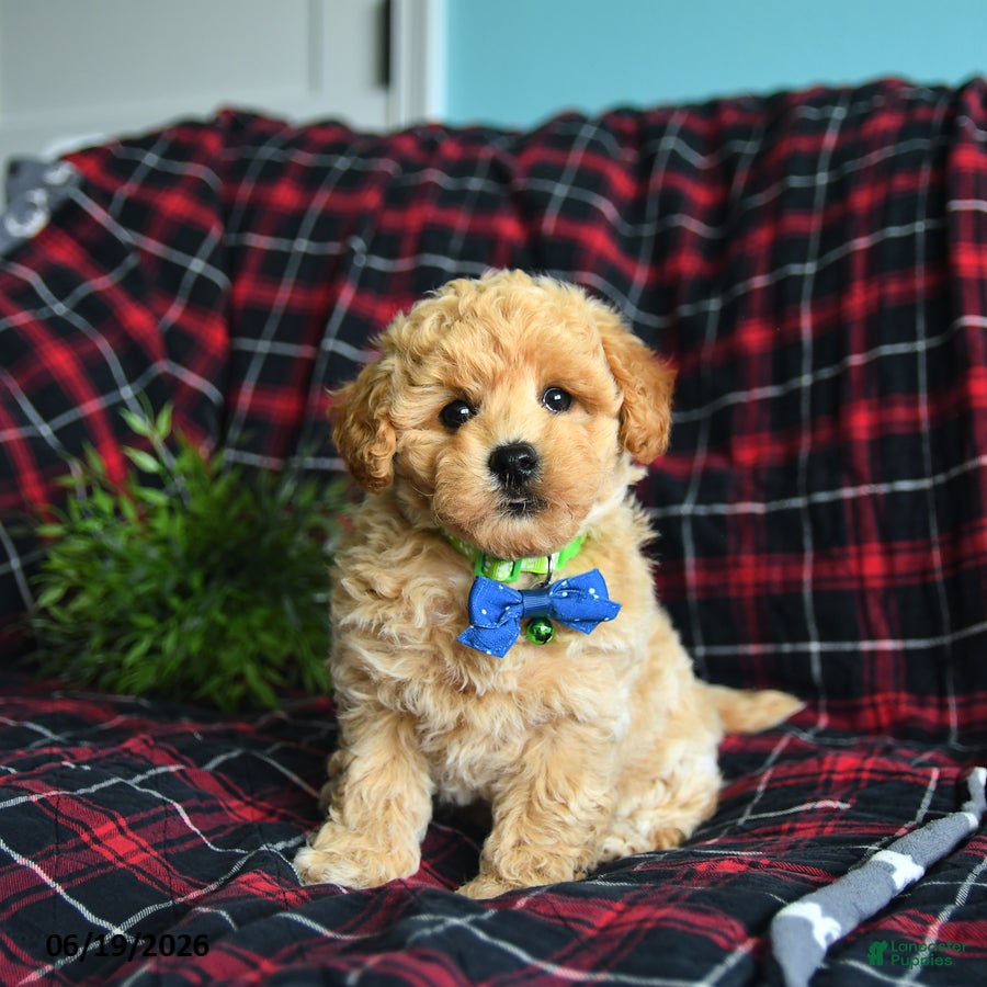 Maltipoo dogs Leo - Ad 1