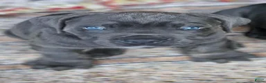 Cane Corso 2