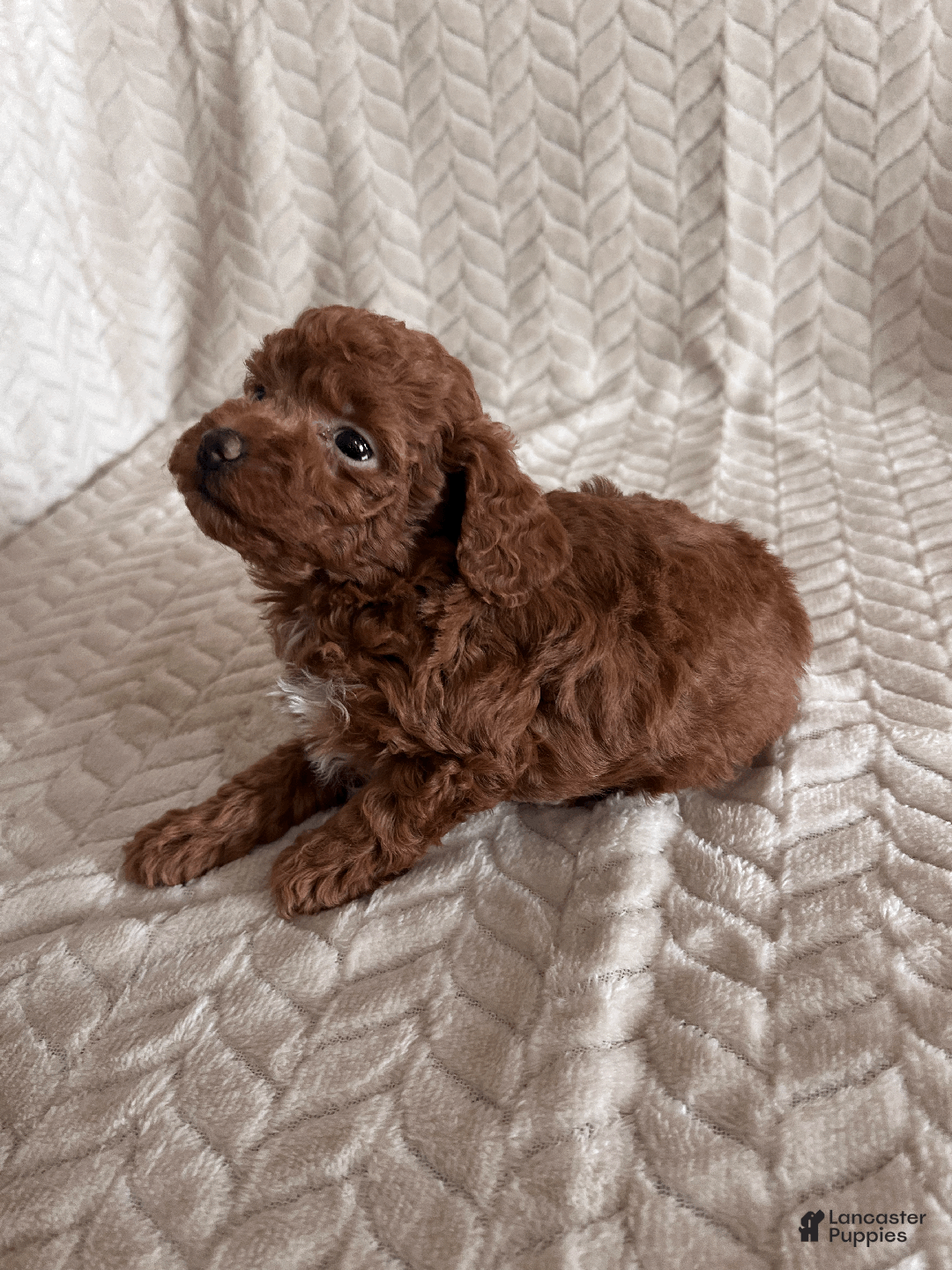 Toy Poodle dogs for sale: Allie - Ad 2