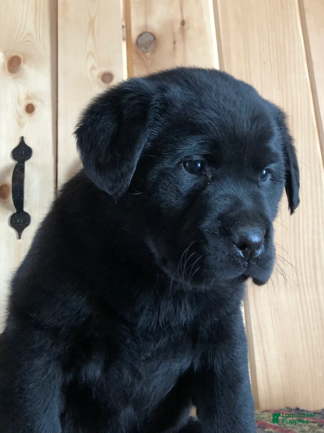 Labrador Retriever dogs for sale: Poppy - Ad 3