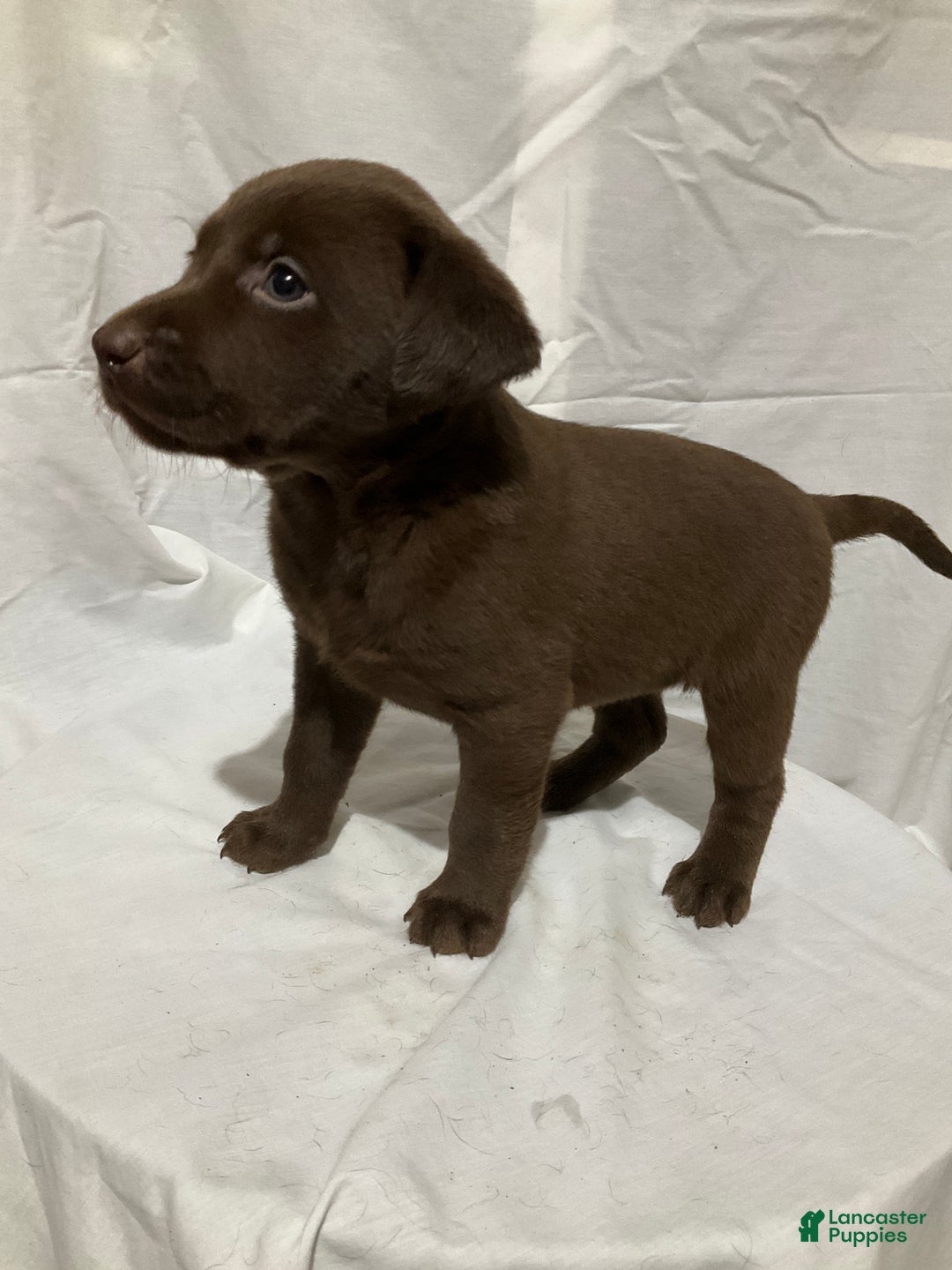 Labrador Retriever dogs for sale: Willow - Ad 10