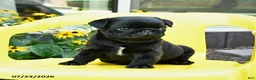Pug dogs for sale: Sparky - Ad 3