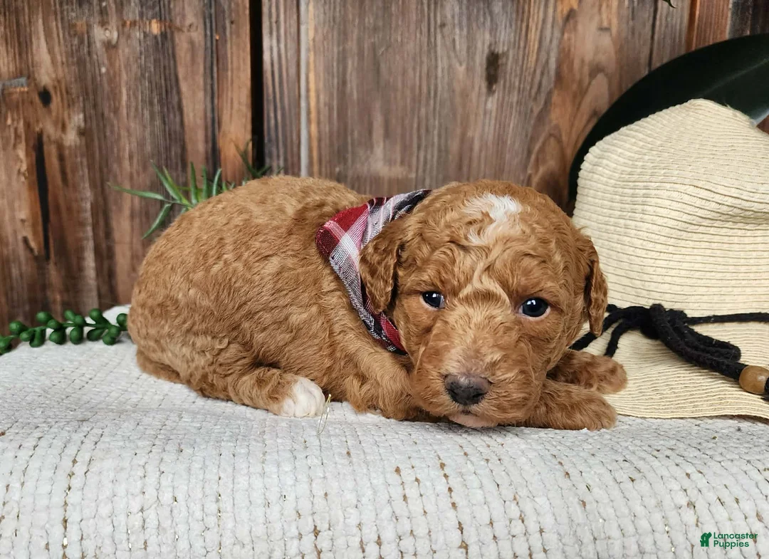 Mini Bernedoodle dogs for sale: Dallas - Ad 2