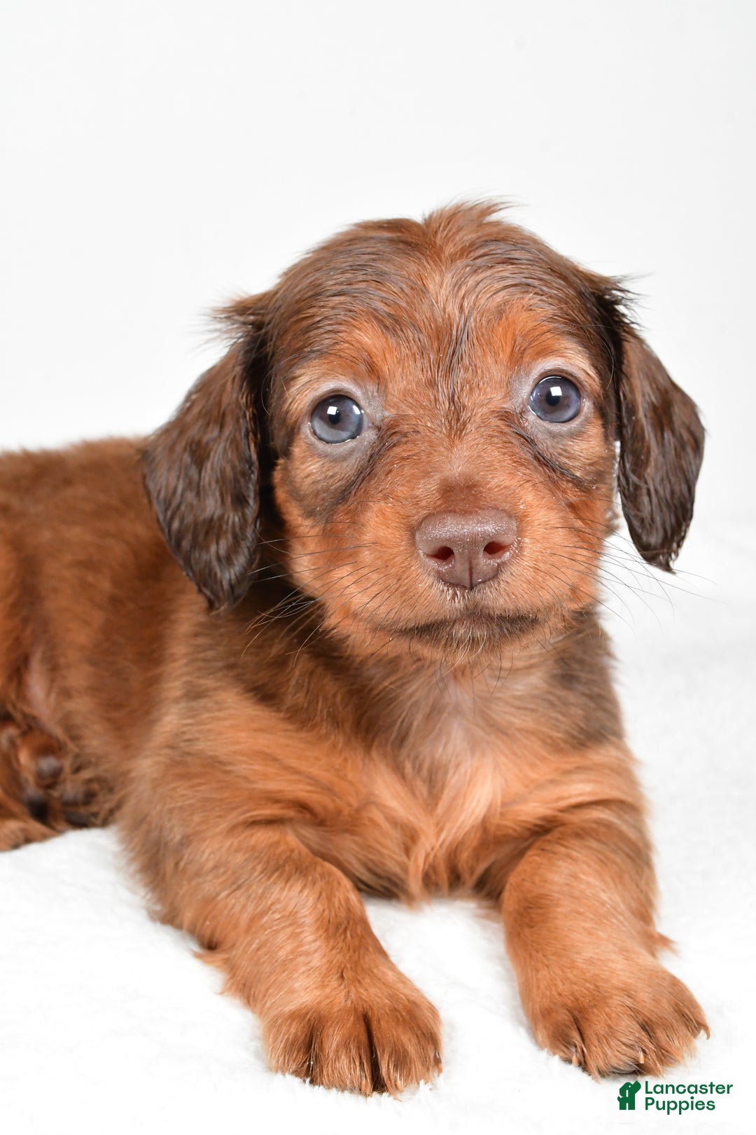Miniature Dachshund dogs for sale: Beth - Ad 7