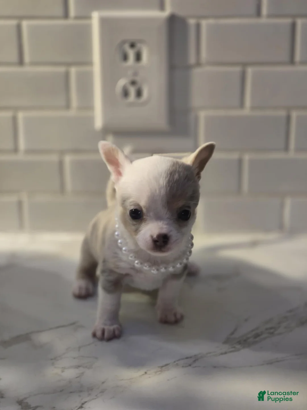 Chihuahua dogs for sale: lilly - Ad 3