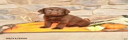 Labrador Retriever dogs for sale: Princess - Ad 1