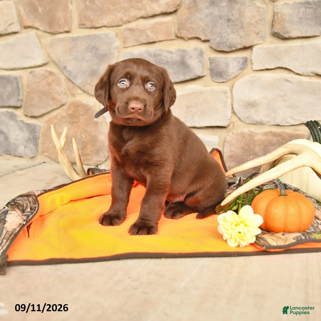 Labrador Retriever dogs for sale: Princess - Ad 1