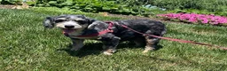 Cavapoo dogs for sale: Lilac- small - Ad 10