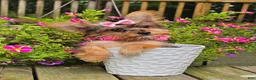 Yorkshire Terrier dogs for sale: Victoria  - Ad 4