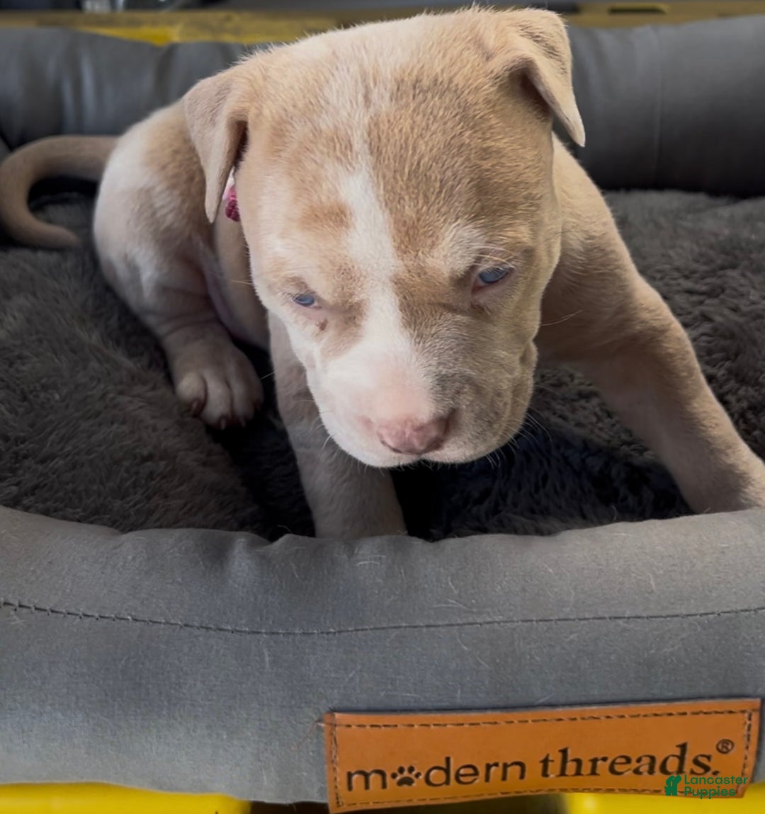 American Bully dogs for sale: Princess - Ad 3