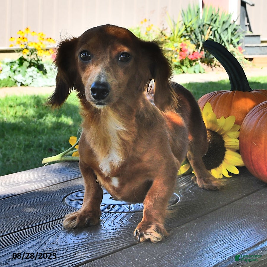 Miniature Dachshund dogs for sale: Buster - Ad 6