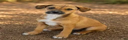 Boxador dogs for sale: Kiko - Ad 1