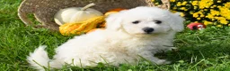 Bichon Frise dogs for sale: Tucker 🦴 - Ad 9
