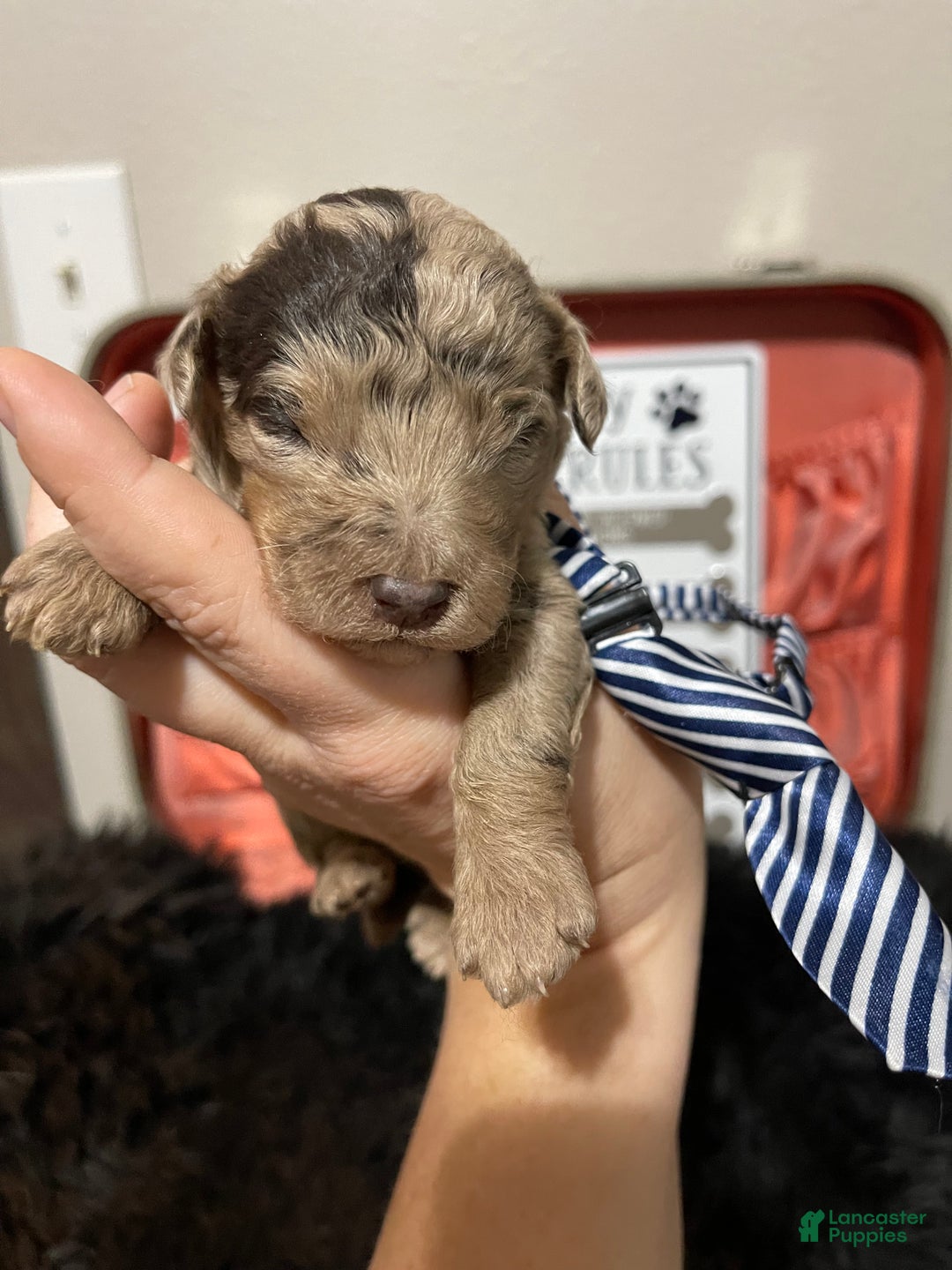 Miniature Poodle dogs for sale: Akc Chocolate Merle Phantom boy 2 - Ad 32