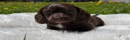 Miniature Dachshund dogs for sale: Hershel  - Ad 1