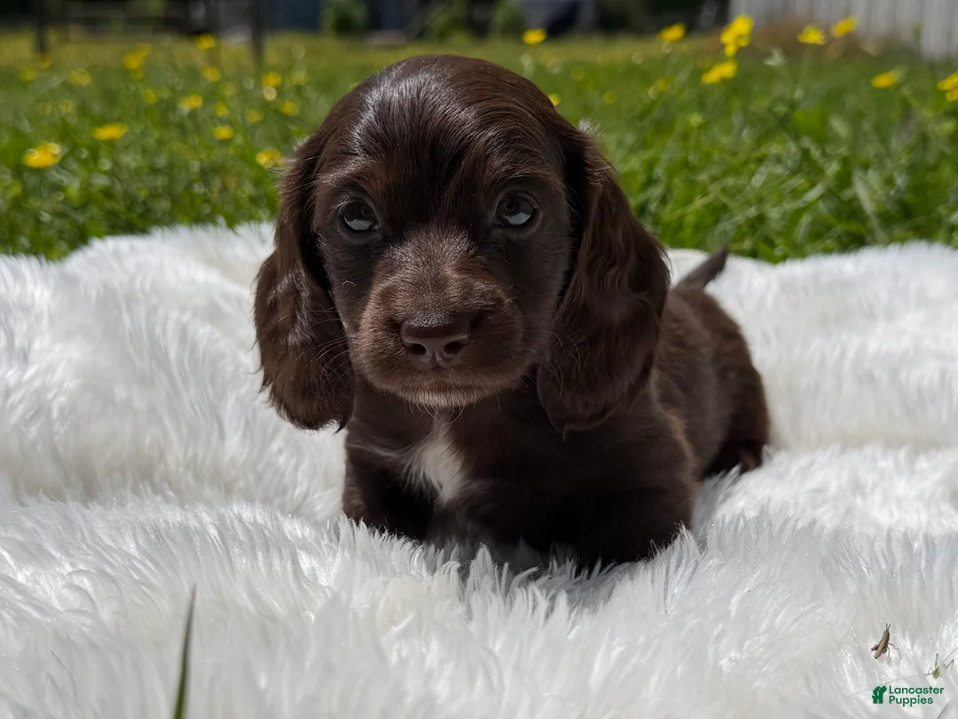 Miniature Dachshund dogs for sale: Hershel  - Ad 1