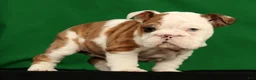 English Bulldog dogs for sale: Autumn - Ad 6