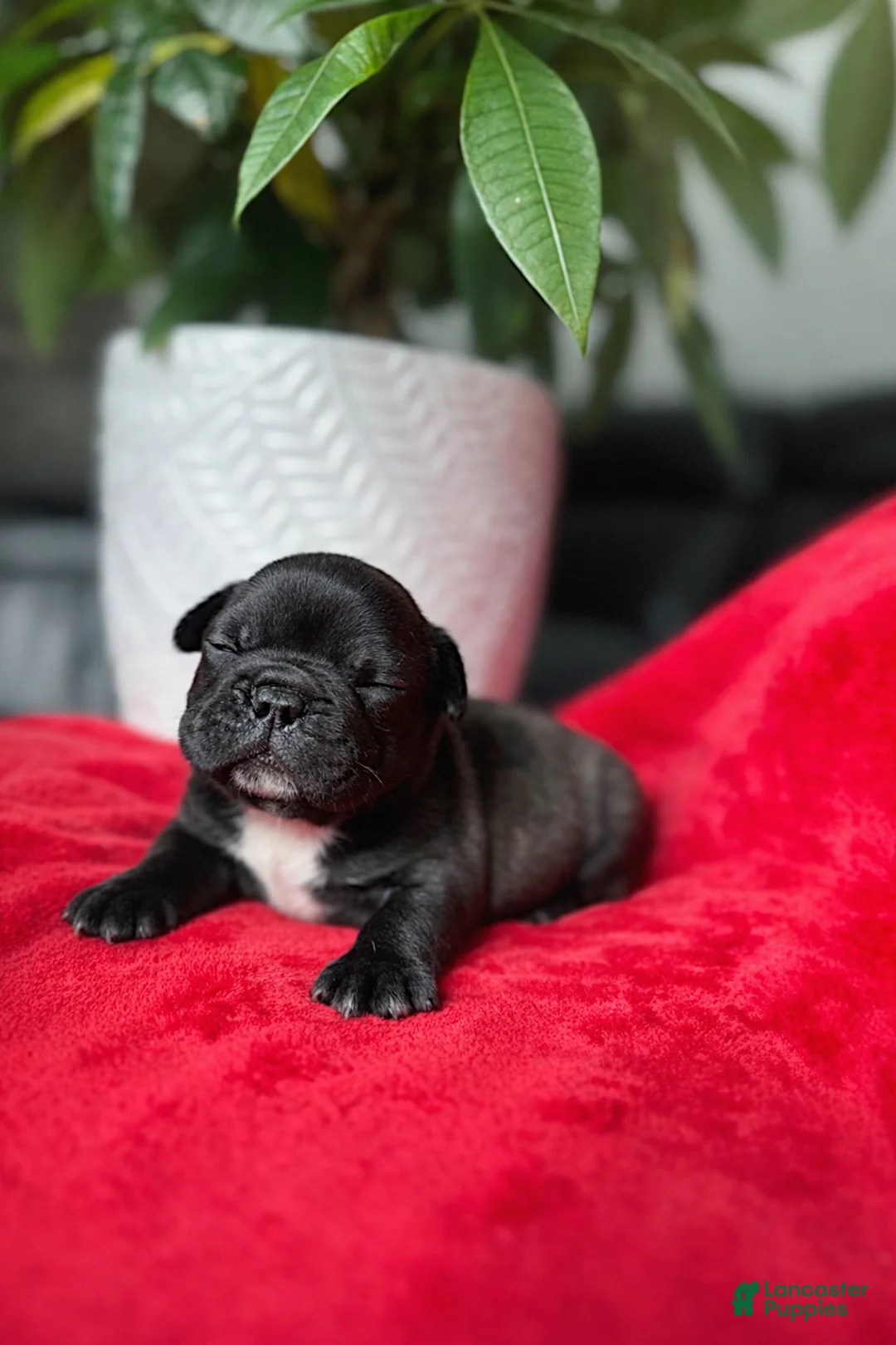 French Bulldog dogs for sale: Chip - Ad 4
